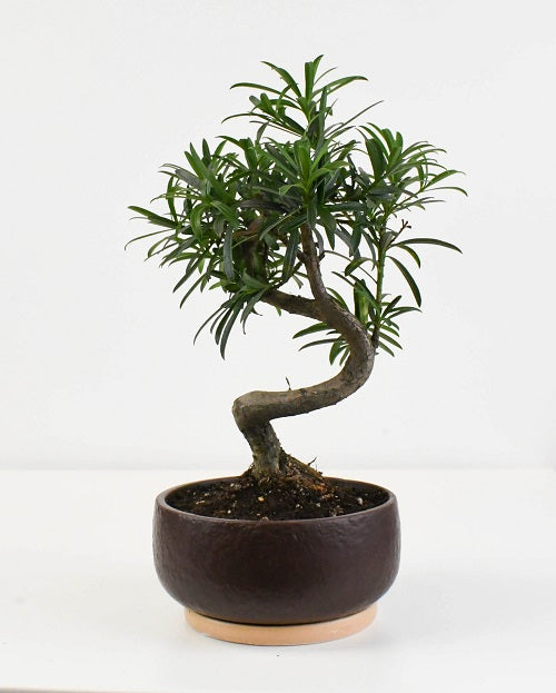 Bonsai Plant Pot (Ceramic)