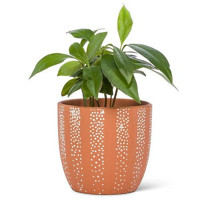 Terracotta Planters